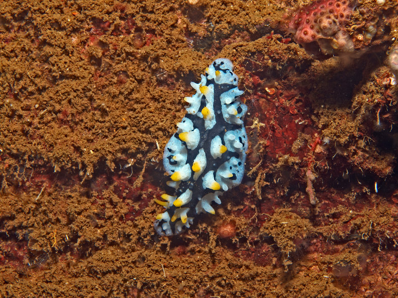 Wart slug, New York Wreck